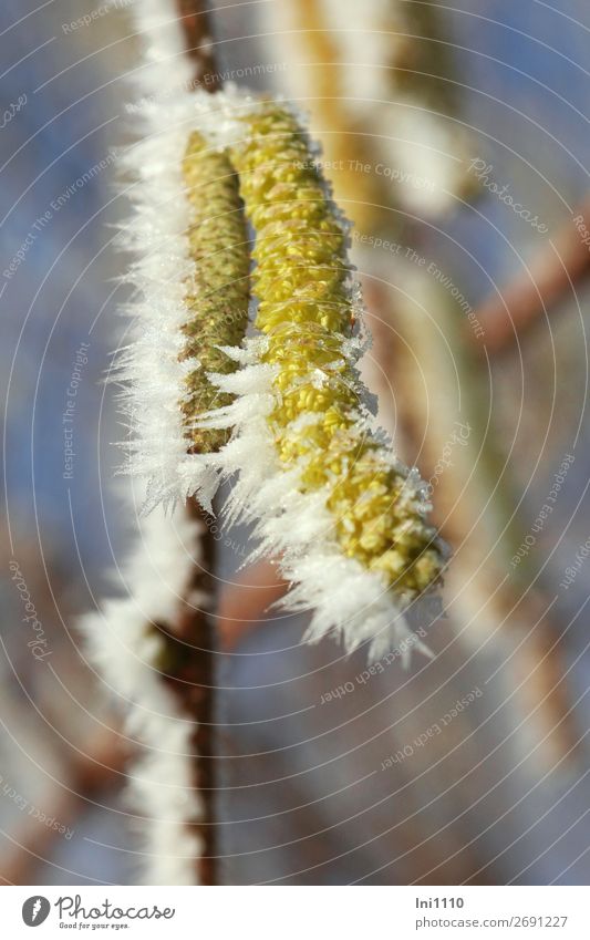 Hazelnut catkin with hoarfrost Nature Plant Winter Beautiful weather Ice Frost Bushes Garden Park Forest Blue Brown Yellow Gray Black White Ice crystal