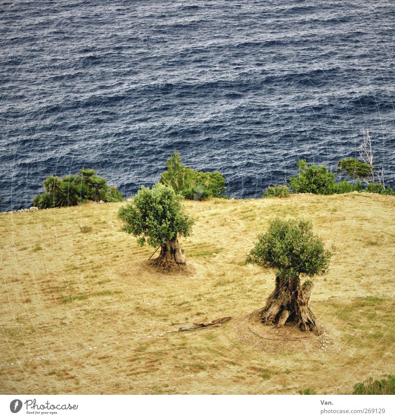 Eat sea olives Olive tree Nature Plant Earth Water Tree Leaf Field Waves Coast Ocean Mediterranean sea Growth Blue Green 2 Colour photo Subdued colour