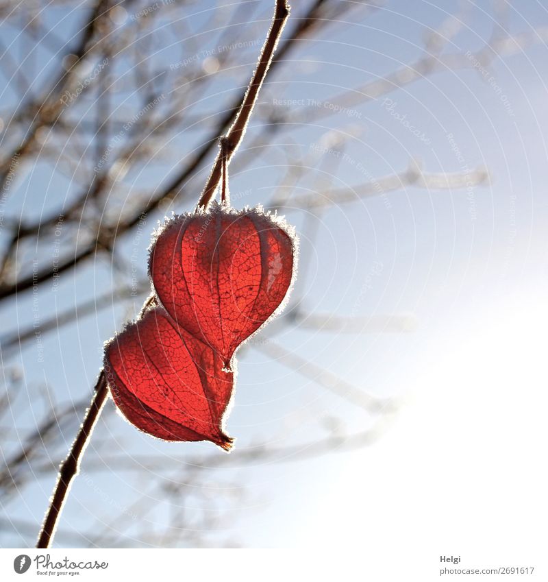 two fruits of the lampion flower with hoarfrost hang on a branch against the light Environment Nature Plant Winter Beautiful weather Ice Frost bushes