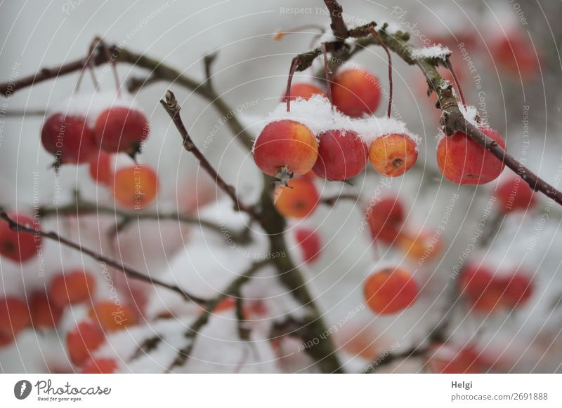 orange-red decorative apples with snowy bonnet hanging from branches Environment Nature Plant Winter Snow tree Apple tree Branch ornamented apple Garden Freeze