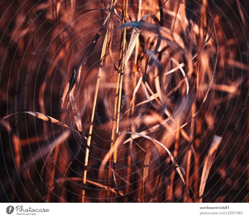 Blurry grass in red tones Summer Winter Nature Plant Spring Autumn Grass Meadow Forest Movement Growth Fresh Wheat toned image defocused non-urban scene