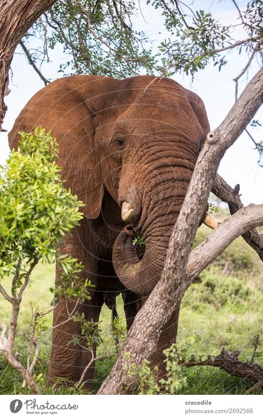 Elephant in Kruger National Park Trunk Portrait photograph South Africa Tusk Ivory Calm Krueger Nationalpark Majestic valuable Safari Nature Exterior shot
