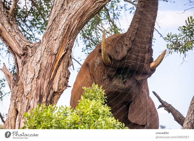 eating elephant in kruger national park Elephant Trunk To feed Portrait photograph Herbivore National Park South Africa Tusk Ivory Calm Krueger Nationalpark