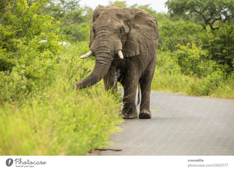 # 845 Elephant Colossus Herd South Africa National Park Protection Peaceful Nature Trunk Mammal Threat extinction Ivory big game Big 5 Bushes Watering Hole Dust