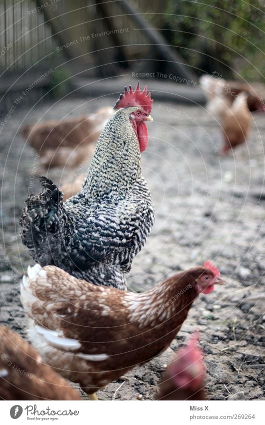 hühnerhof Animal Farm animal Bird Group of animals Pride Rooster Gamefowl Chicken coop Free-range rearing Superior Colour photo Subdued colour Exterior shot