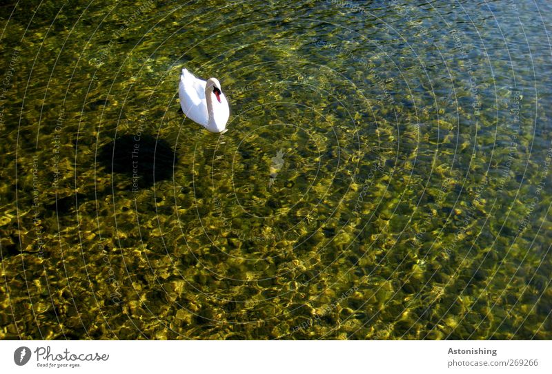 Swan in the lake Environment Nature Water Summer Weather Beautiful weather Warmth Lake Lake Lunz Animal Wild animal 1 Curiosity Blue Multicoloured Yellow White