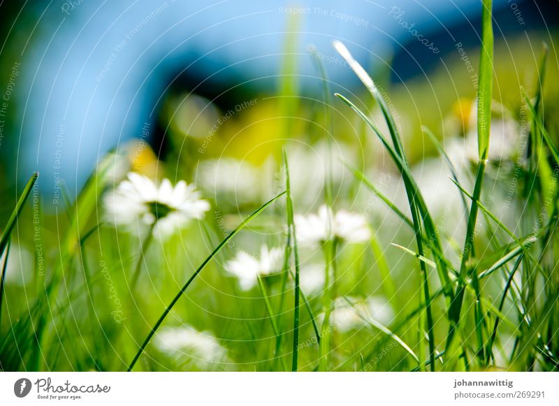 grass green one. Environment Nature Plant Grass Crazy Blue Green Exterior shot Worm's-eye view Flashy Gaudy Sated Spring Summer Bright Colour photo