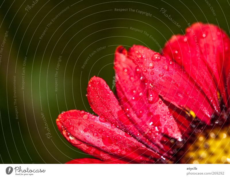 drops Nature Plant Beautiful weather Rain Flower Leaf Blossom Garden Park Meadow Kitsch Juicy Multicoloured Yellow Gold Green Pink Red Black Emotions Moody Love