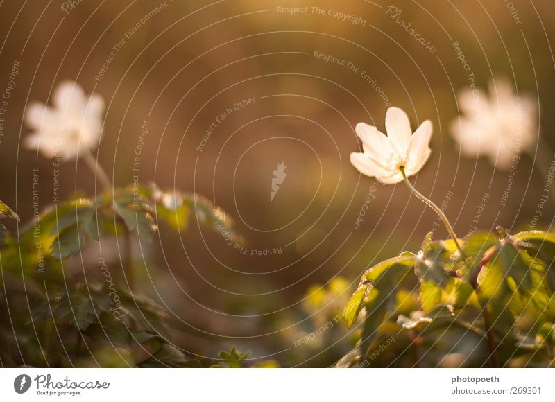 When evening comes... Nature Plant Spring Flower Leaf Blossom Green White Colour photo Subdued colour Exterior shot Copy Space top Evening Sunlight Back-light