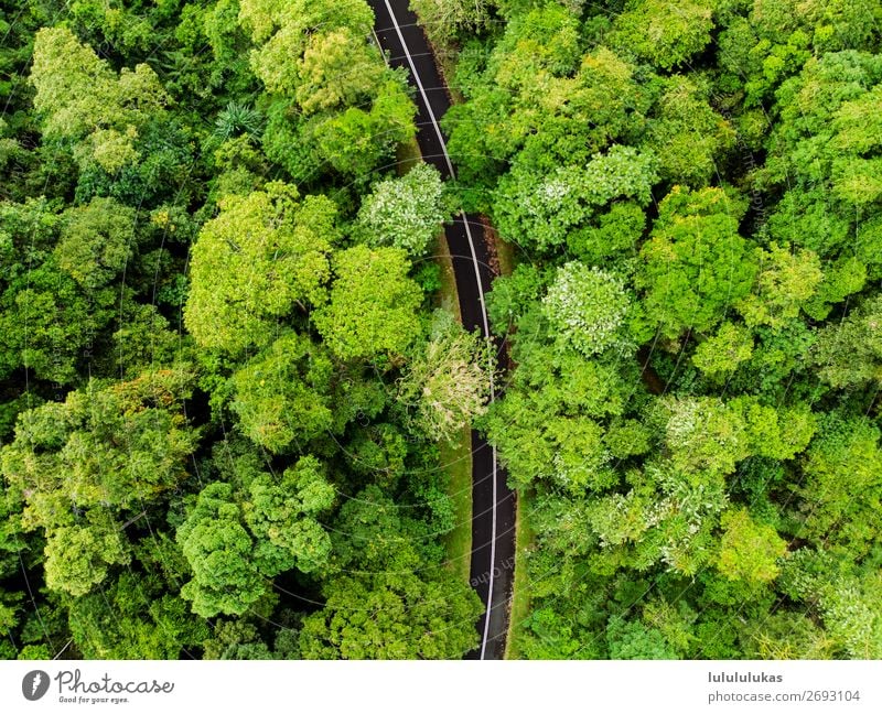 It's a road. Environment Nature Tree Foliage plant Forest Virgin forest Traffic infrastructure Motoring Street Free Green Purity drone aerial Lanes & trails