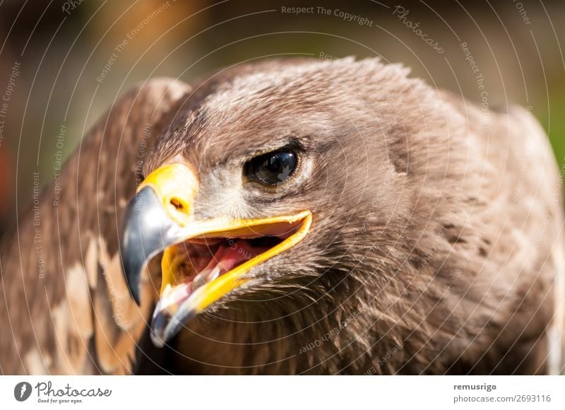 Close-up of a Steppe Eagle Hunting Nature Animal Bird Wild Brown accipitriformes Beak Carnivore chordata Living thing endangered falconry Feather fly Hawk head