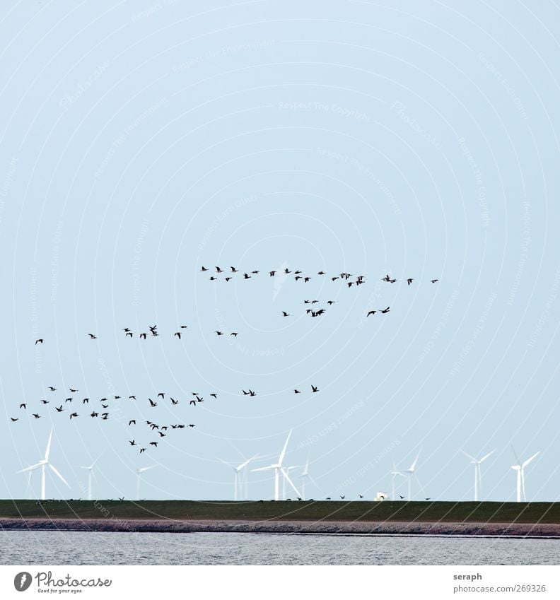 Migratory Birds Gray lag goose Goose Wind energy plant Energy Dam Ocean wadden sea Flock birdwatching Clouds Flying Formation Migration Migratory bird Movement