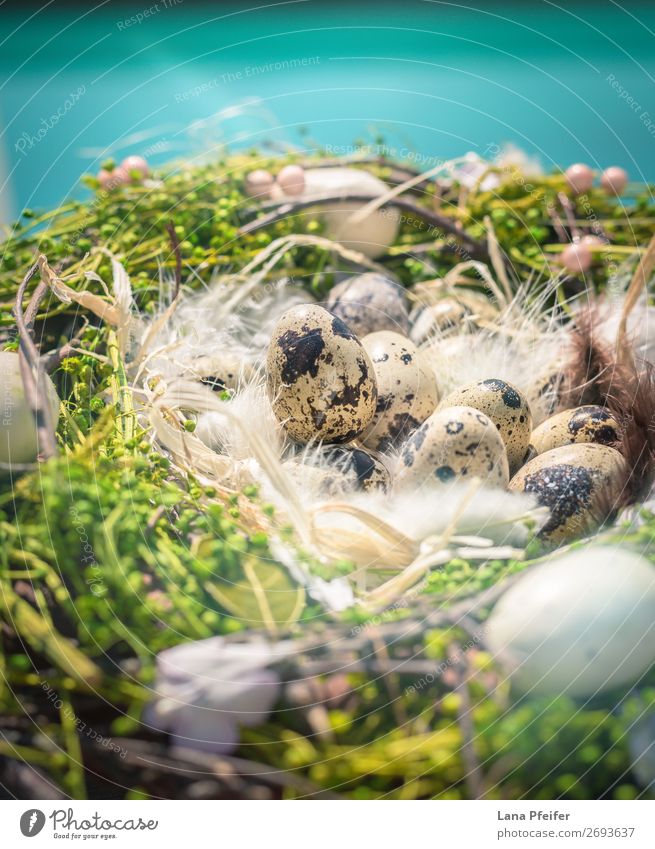 Eaester Quail Eggs on hay Environment Nature Landscape Animal Elements Sky Sun Happiness Fresh Beautiful Emotions Serene Food Style Design Healthy Eating Easter