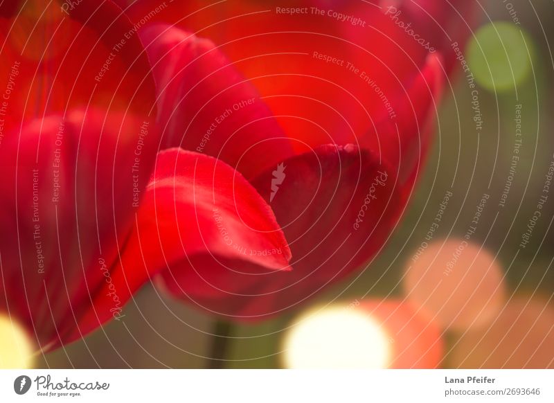 Close up of isolated tulips blossom Elegant Relaxation Feasts & Celebrations Valentine's Day Mother's Day Easter Blossoming Red Might Determination Passion
