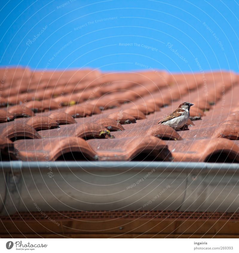 The home of a house sparrow Sky Cloudless sky Spring Summer House (Residential Structure) Building Facade Roof Eaves Roofing tile Tiled roof Rain gutter Animal