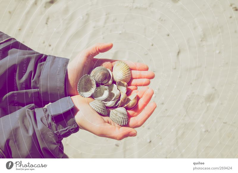 clam search Children's game Vacation & Travel Trip Summer Summer vacation Beach Arm Hand Sand Coast Mussel Playing Carrying Success Happy Small Joy Passion