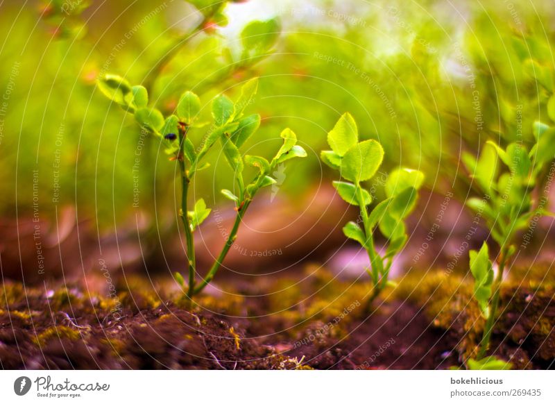 simple nature 2 Environment Nature Plant Earth Grass Foliage plant Forest Relaxation Power Life Blur Red Green Violet Colour photo Exterior shot Copy Space left