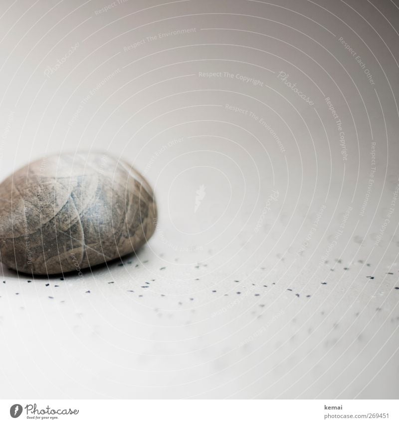 My stone Stone Point Lie Round Gray petrified Fossil Floor covering Linoleum Colour photo Subdued colour Interior shot Close-up Detail Deserted Copy Space right