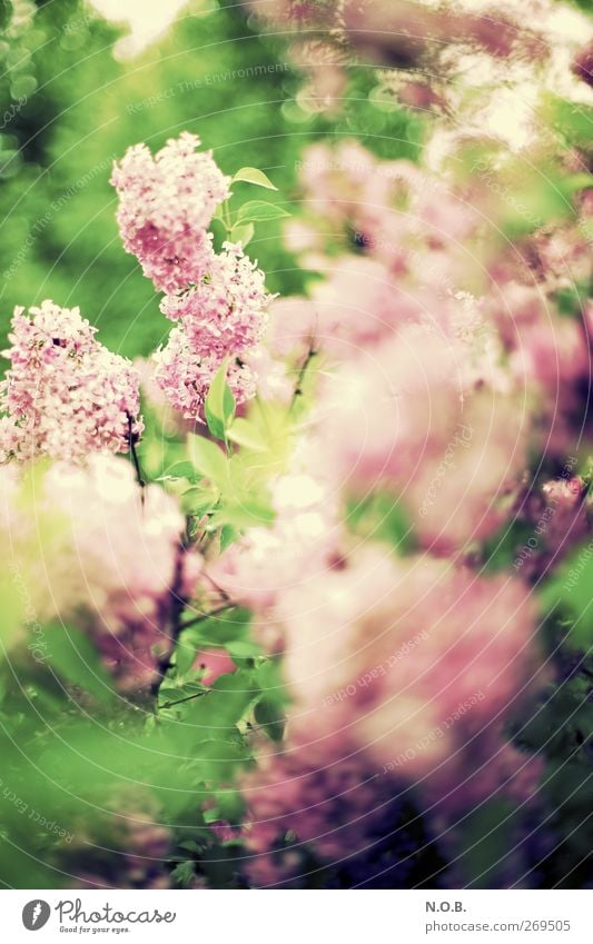 Already like there Flieda Environment Nature Plant Spring Bushes Leaf Blossom Garden Park Retro Life Transience lilac Colour photo Exterior shot Deserted