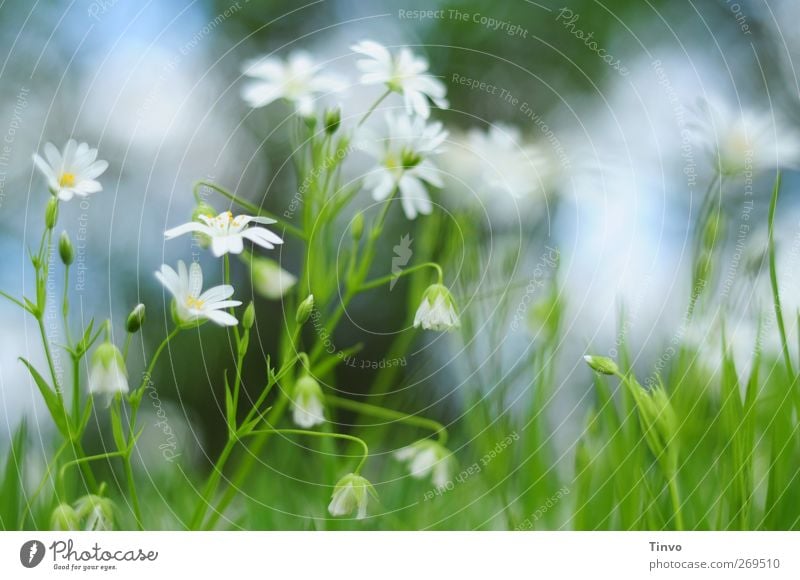 white delicate flowers with blue green background weak depth of field Environment Nature Plant Spring Flower Blossom Garden Meadow Blossoming Fragrance