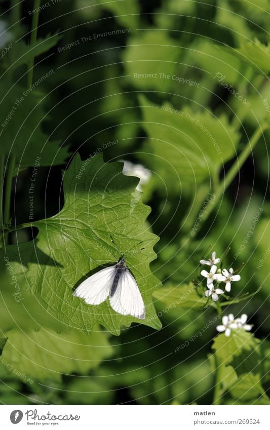 ..metterling Animal Wild animal Butterfly 1 Green White Sunbathing Blossom Leaf Colour photo Exterior shot Deserted Day