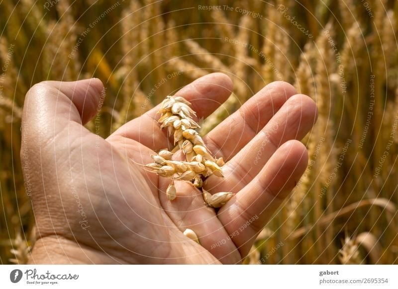 a farmer checks his crop with his hands on his field agriculture nature grain wheat harvest gold summer food golden background sun man yellow healthy harvesting