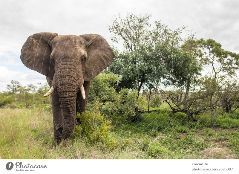 Elephant in Kruger National Park Trunk Portrait photograph South Africa Tusk Ivory Calm Krueger Nationalpark Majestic valuable Safari Nature Exterior shot