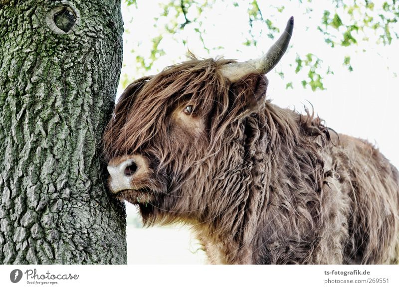 Dude, get out of the way! Agriculture Forestry Nature Sunlight Spring Summer Beautiful weather Plant Tree Animal Farm animal Cow Pelt Highland cattle Antlers