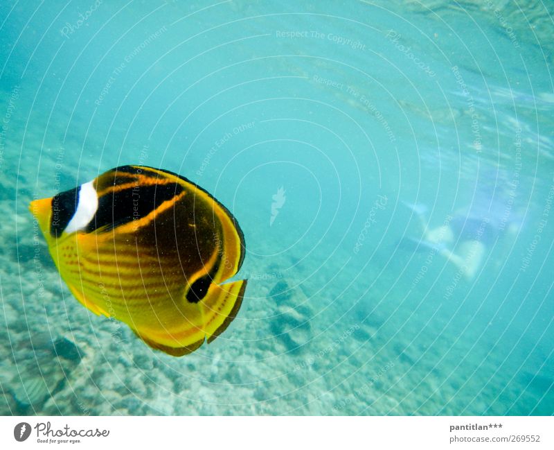 Mi Cuate El Pez Wellness Swimming & Bathing Vacation & Travel Ocean Snorkeling Dive Body Back 1 Human being Nature Animal Coral reef Pacific Ocean Wild animal