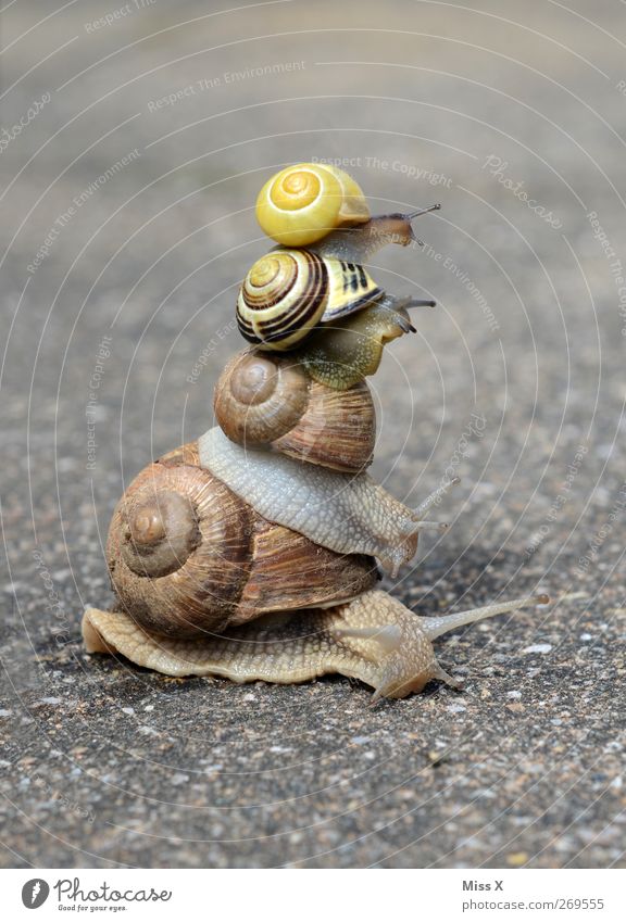 lift Animal Snail 4 - a Royalty Free Stock Photo from Photocase