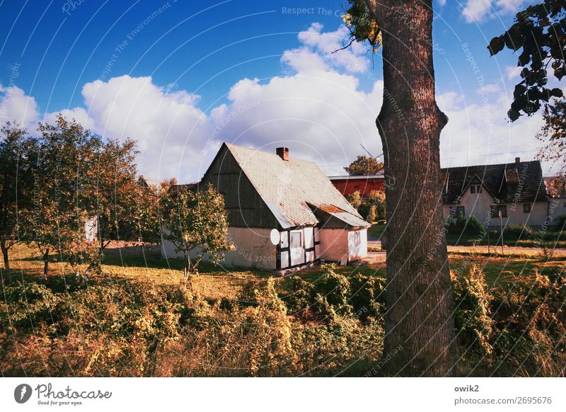 Reception Sky Clouds Tree Grass Bushes Tree trunk Poland Village Populated House (Residential Structure) Building Satellite dish Idyll Colour photo