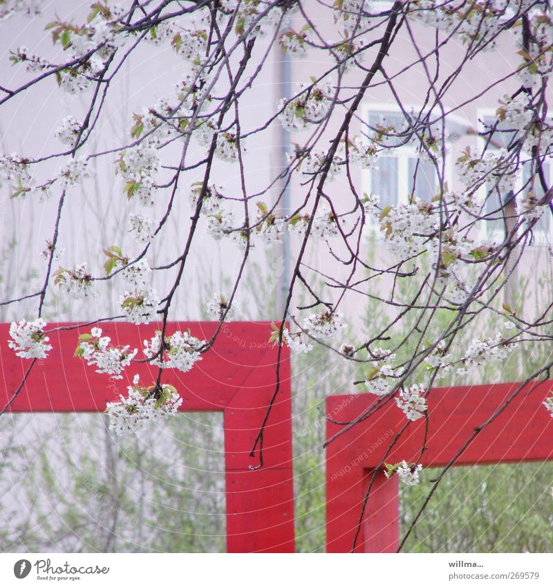 suburban spring Nature Spring Plant Blossom Cherry tree Cherry blossom Twigs and branches House (Residential Structure) Window Green Red White Corner