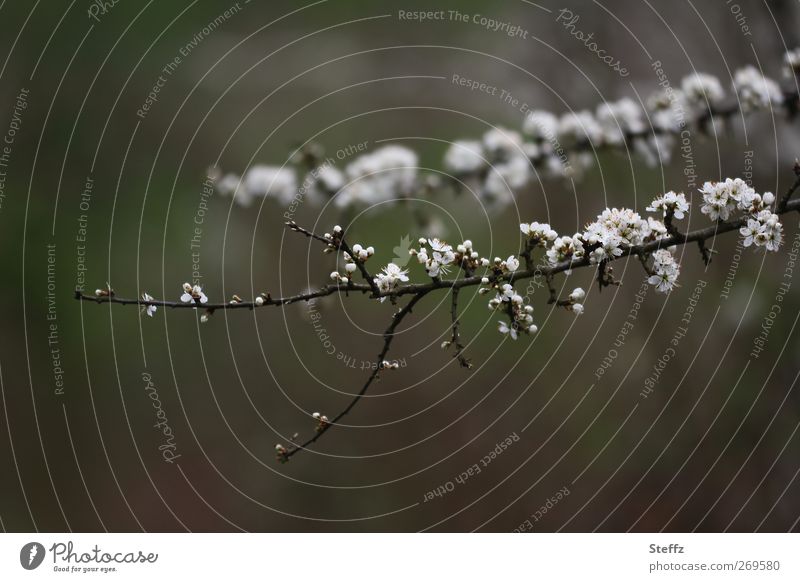 spring blossoms cherry blossom Cherry blossom Twig Bud come into bloom flowering branches white flowers Nature Awakening April heyday delicate blossoms