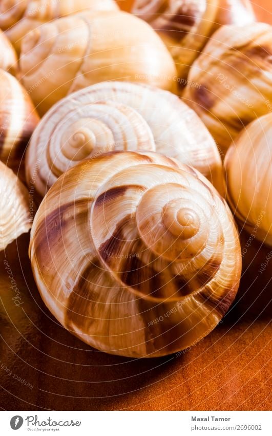 Snail Shells Design Garden Restaurant Culture Nature Animal Delicious Brown Burgundy appetizer calcium carbonate close conch cook Cooking Living thing Dish