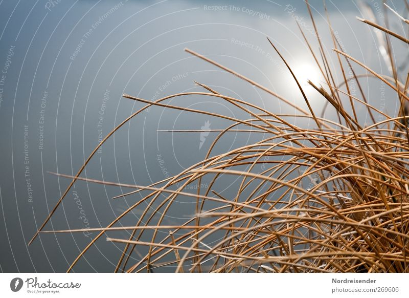 truism Nature Plant Water Sun Fog Lakeside Pond Glittering To dry up Natural Blue Orange Calm Juncus Aquatic plant Sunlight Colour photo Exterior shot Abstract