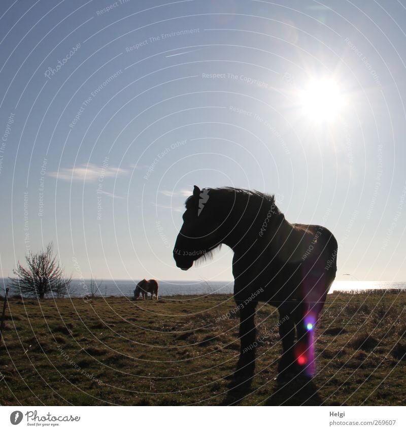 backlit Environment Nature Landscape Plant Water Sky Sun Spring Beautiful weather Grass Bushes Meadow Coast Baltic Sea Animal Farm animal Horse 2 Observe