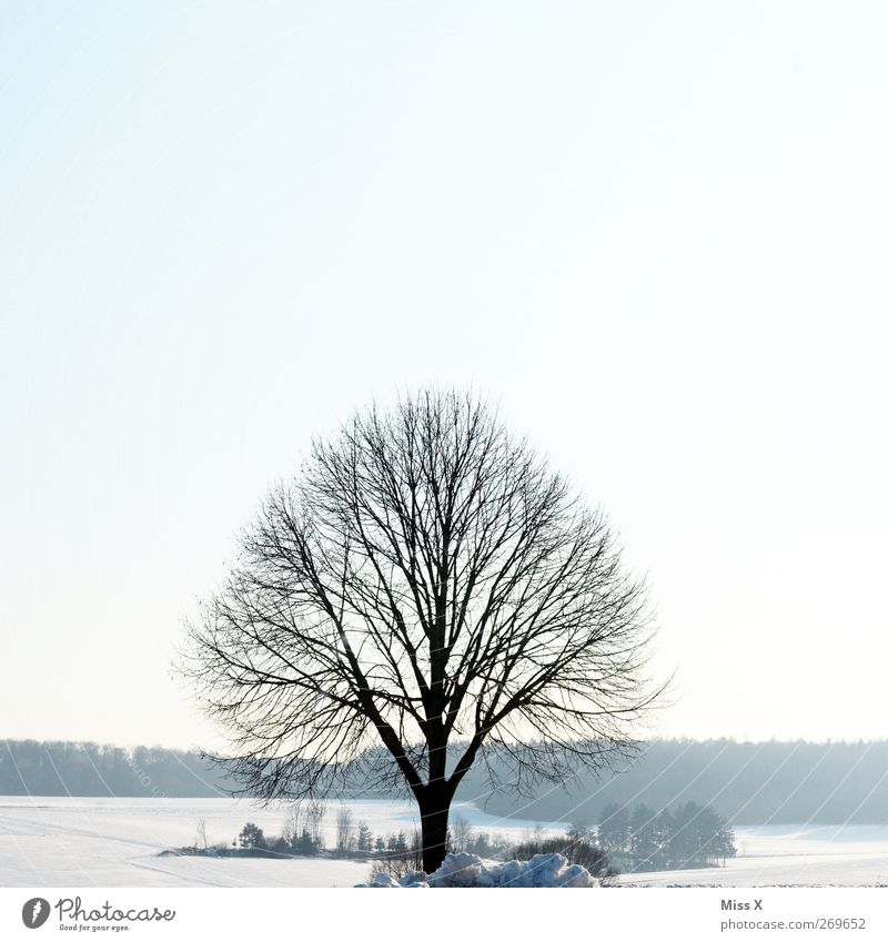 out of season III Nature Landscape Winter Ice Frost Snow Tree Cold White 1 Loneliness Branch Twigs and branches Colour photo Subdued colour Exterior shot
