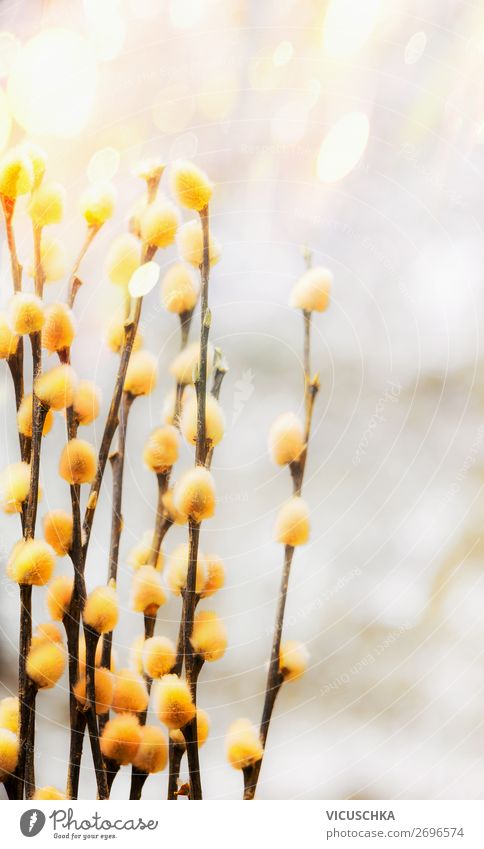 Yellow willow catkin on Bokeh Lifestyle Design Nature Plant Spring Beautiful weather Leaf Blossom Garden Park Bouquet Soft Background picture April Catkin