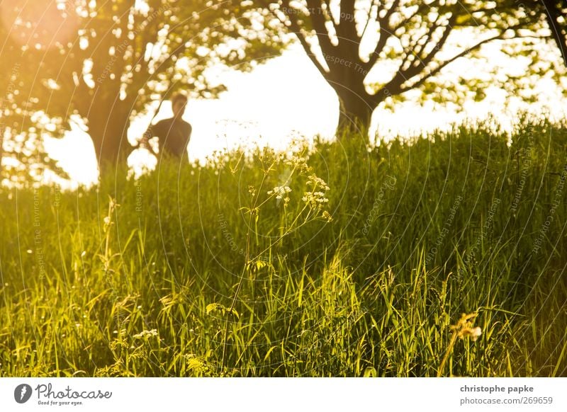 Fairytale-like plant (with jogger) Human being Nature Landscape Plant Sunlight Summer Beautiful weather Relaxation Bright Colour photo Exterior shot Dawn Day