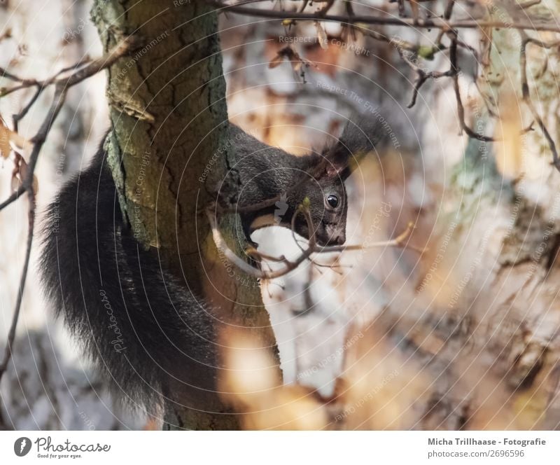 Squirrels in the autumn tree Nature Animal Sunlight Beautiful weather Tree Leaf Forest Wild animal Animal face Pelt Eyes Tails Ear 1 Observe Discover Looking