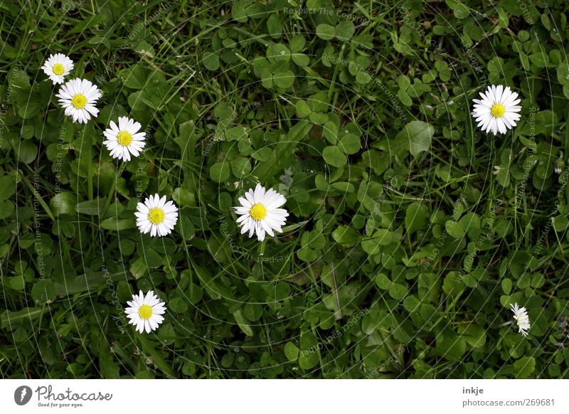 The 7 1/2 Dwarves Nature Plant Animal Summer Grass Blossom Daisy Clover Meadow Blossoming Growth Natural Cute Juicy Beautiful Green White Idyll Network