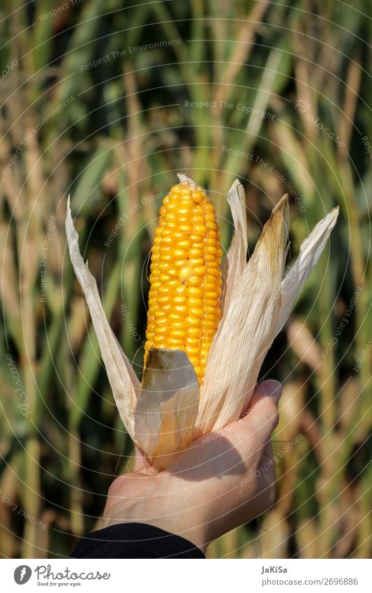corncobs Food Vegetable Maize Corn cob Maize field Nutrition Hand Environment Nature Landscape Agricultural crop To hold on Fresh Yellow Colour photo