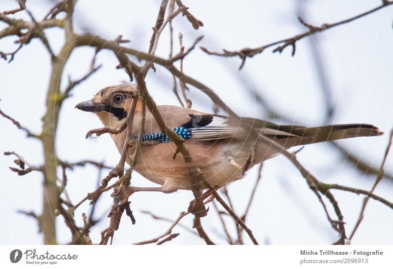 Waxy Jay Nature Animal Sky Sunlight Beautiful weather Tree Branch Wild animal Bird Animal face Wing Claw Beak Feather Eyes 1 Observe To hold on Looking Sit Near