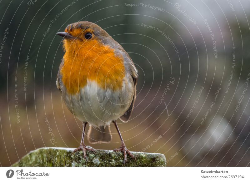 Cheeky-faced robin Hiking Nature Landscape Climate Rain Garden Park Meadow Forest Deserted Animal Wild animal Bird Wing 1 Observe Flying Authentic Brash Free