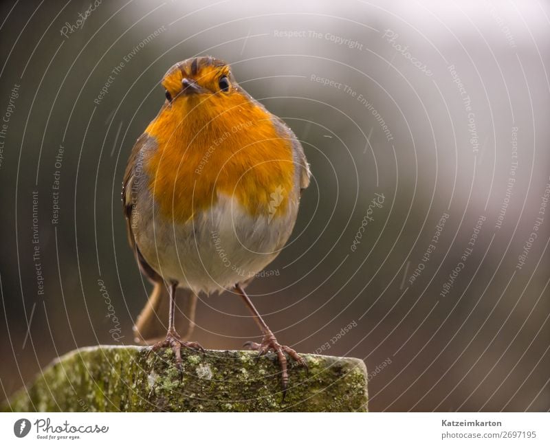 Robin in the rain - with a cheeky look Garden Nature Water Drops of water Bad weather Rain Forest Animal Bird Wing 1 Observe Sit Authentic Wet Curiosity Cute