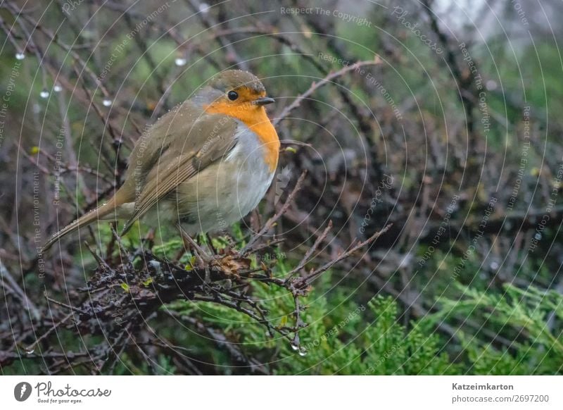 Robin in the rain 2 Change of view Environment Nature Landscape Drops of water Rain Animal Bird Wing 1 Authentic Wet Natural Cute Moody Love of animals
