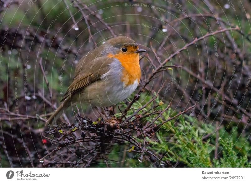 Robin in the rain Nature Spring Bad weather Rain Garden Park Forest Animal Wild animal Bird Wing 1 Observe Looking Hiking Authentic Curiosity Cute Contentment