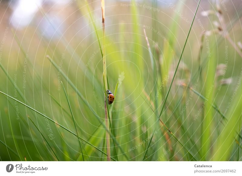 Steep climbs the ladybug the blade of grass Nature Plant Animal Summer Grass Leaf Blade of grass Garden Meadow Beetle Ladybird Insect 1 Crawl pretty Small Brown
