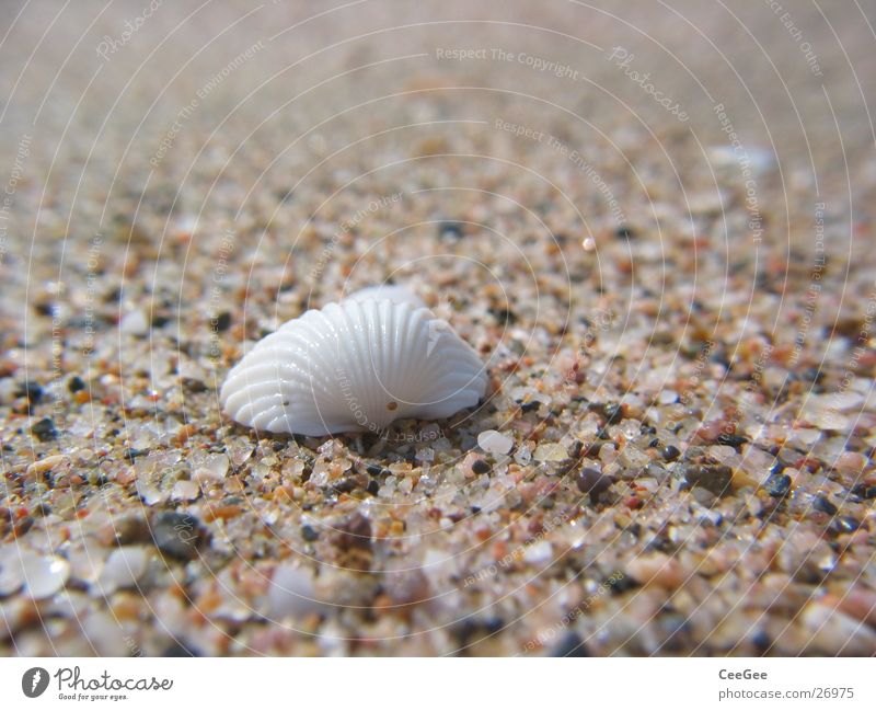 On the beach Beach Mussel Grain Quartz White Spain Sand Stone Macro (Extreme close-up) Detail Close-up