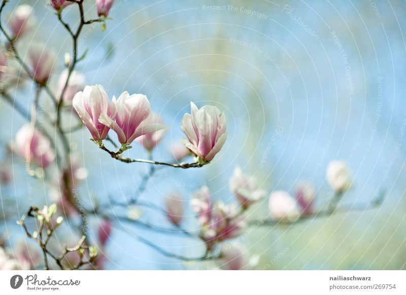 magnolias Nature Plant Sky Spring Flower Blossom Agricultural crop Magnolia tree Magnolia blossom Blossoming Fragrance Growth Fresh Beautiful Blue Green Pink